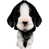 Puppy Face