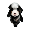Gesicht Welpen