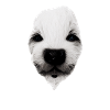 Puppy Face