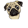 Surprised Pug dog lovers