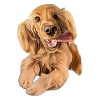 Jumping Cocker Spaniel