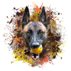 Malinois with the ball
