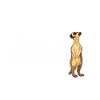 Erdmännchen Surikat Meerkat