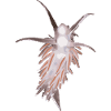 Sea snail Flabellina trophina