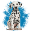 Dalmatian