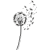 Pusteblume