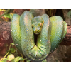 Green snake