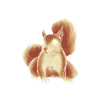 Squirrel US Flag Squirrel American