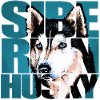 Siberian Husky Portrait