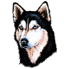 Siberian Husky Portrait