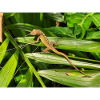 Lizard