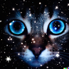 big eyes cat