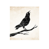 Corbeau