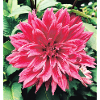 La beauté d'une fleur