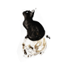 Katze