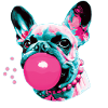 Bubble Frenchie