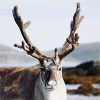 Wild Reindeer