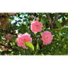 #Roses