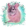 chinchilla,graffiti,painter,blue,pet,pink