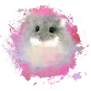 zwerghamster,hamster,bunt,graffiti,malerei,pink
