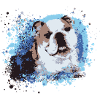English Bulldog,dog,blue