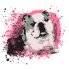 English Bulldog,dog,pink
