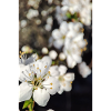 Blossom