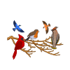 Introverted Birds Introverted Gift