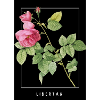 Freedom of roses