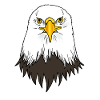 Bald Eagle Head
