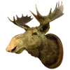 Moose head
