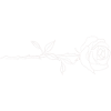 weiße Rose