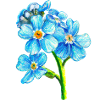 Forget-me-nots - pet flower