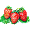 Erdbeeren