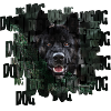 Chien