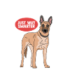 Belgian Shepherd Malinois Dog Gift