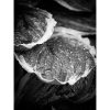 monochrome raindrops on leaves