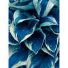 variegated in blue