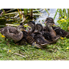 ducklings