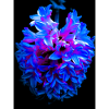 Hyacinth