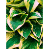 variegated in green