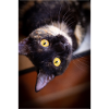 le chat