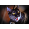 mon drôle de chat