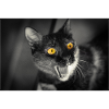 mon drôle de chat