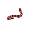 Pueblan Milk Snake Owner