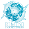 Caribbean Reef Shark Bimini Bahamas