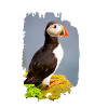 Puffin