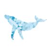 Humpback