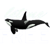 Orca/Killer Whale