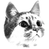 Katze weiß